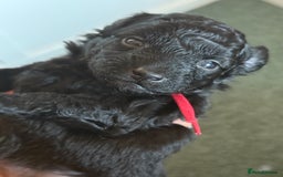 Maltipoo dogs for sale: Gorgeous 4-week-old Maltipoo puppies  - Image 2