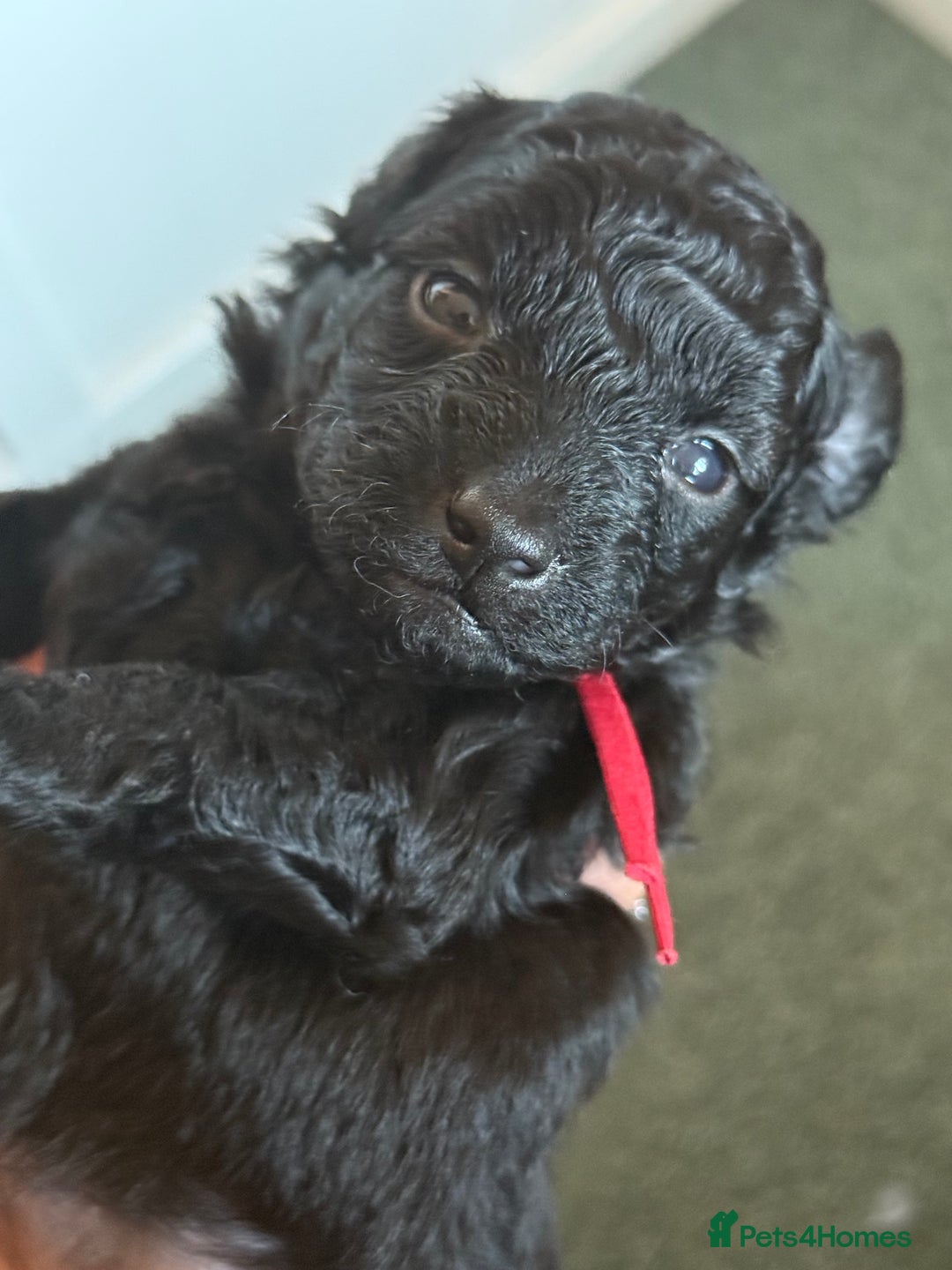 Maltipoo dogs for sale: Gorgeous 4-week-old Maltipoo puppies  - Image 2