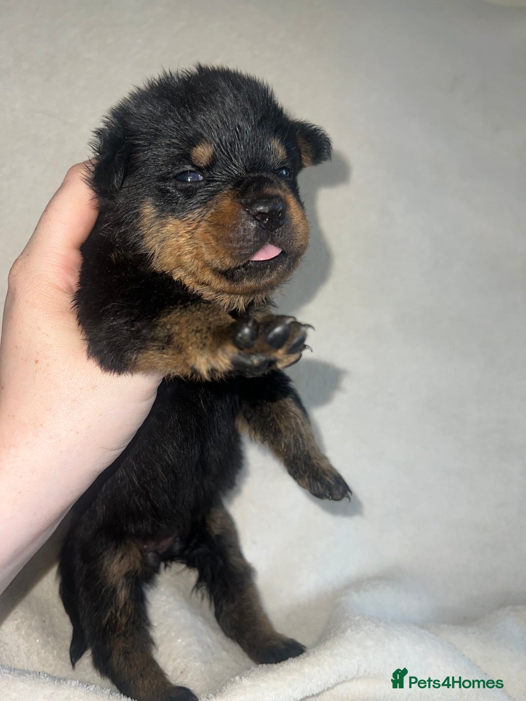 Rottweiler dogs for sale: Stunning Rottweiler puppies  - Image 18