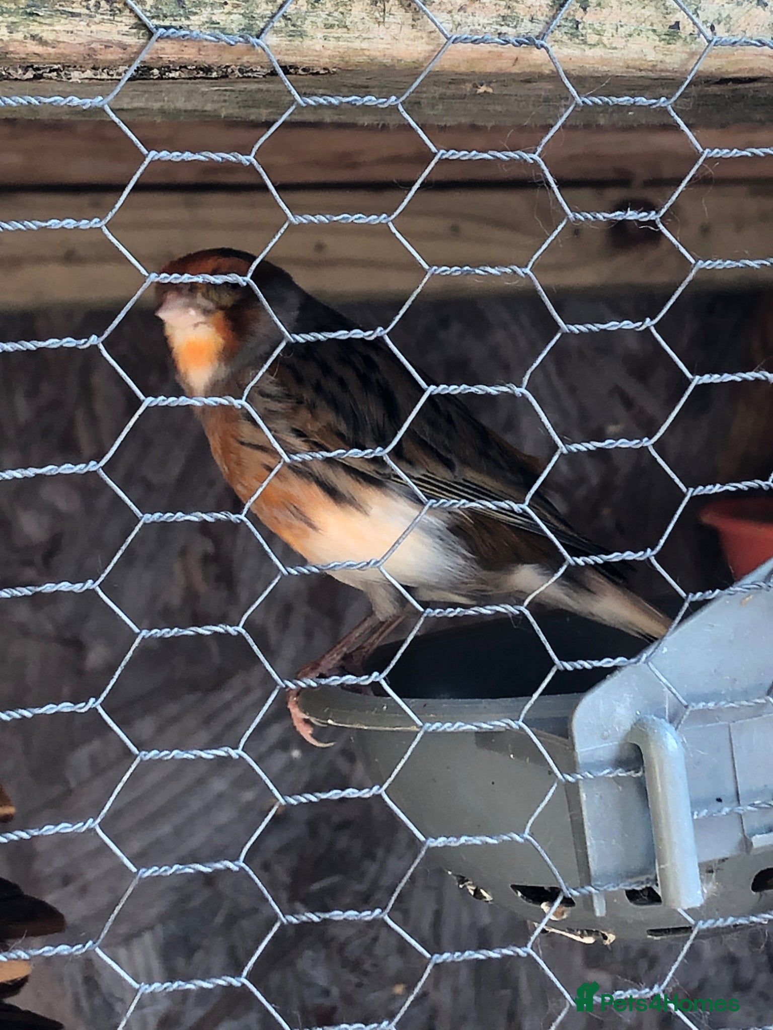 Canaries birds Canaryxgoldfinch mule  - Advert 1
