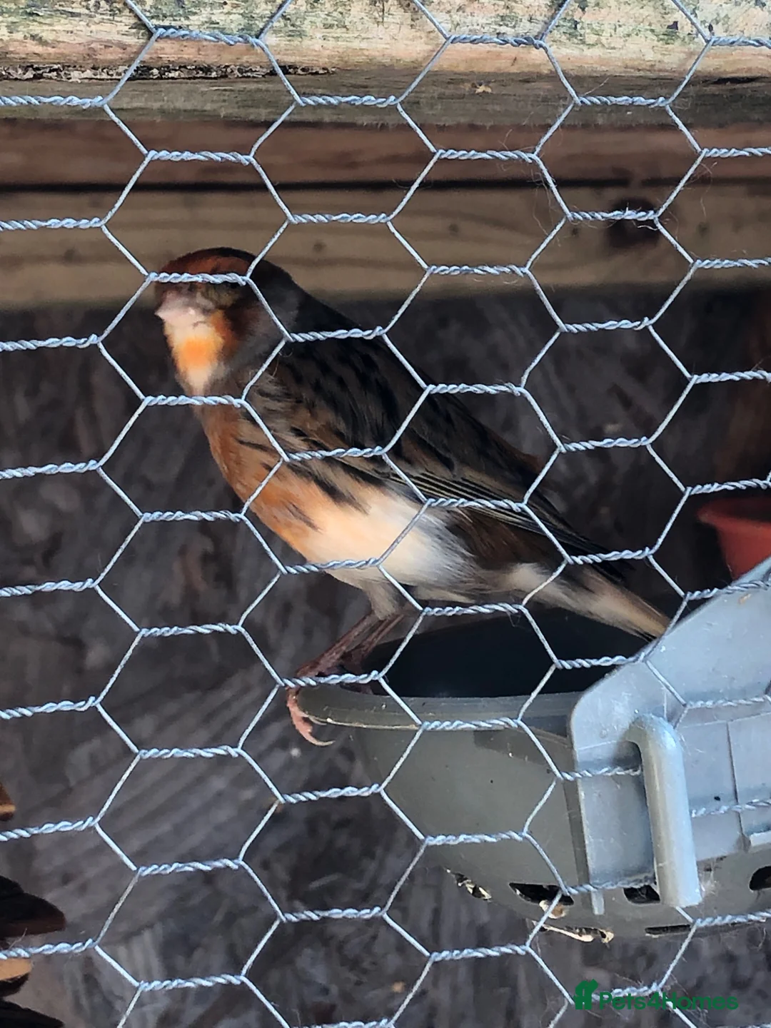 Canaries birds for sale: Canaryxgoldfinch mule  - Advert 1