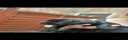 Mixed Breed dogs for sale: Puppys - Advert 2