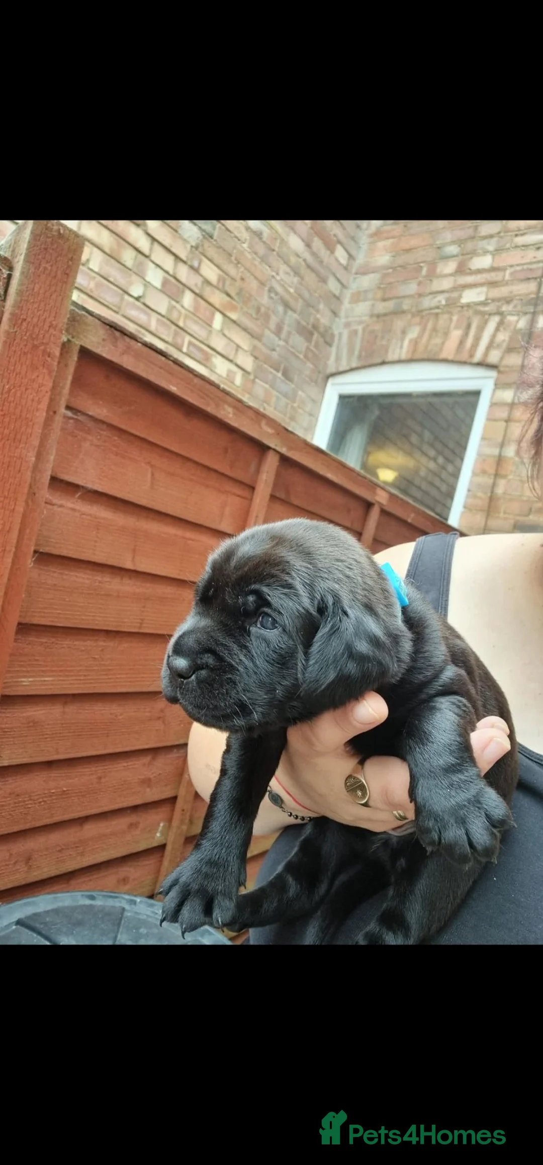 Mixed Breed dogs for sale: Puppys - Advert 2