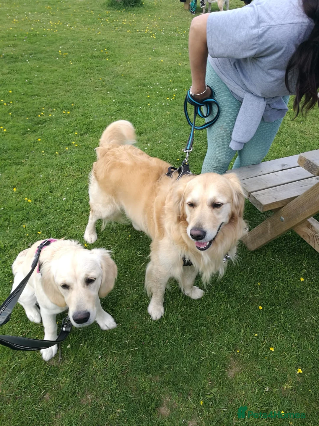 Golden Retriever dogs for stud: A proven gorgeous Golden Retriever for stud in Haywards Heath - Advert 19