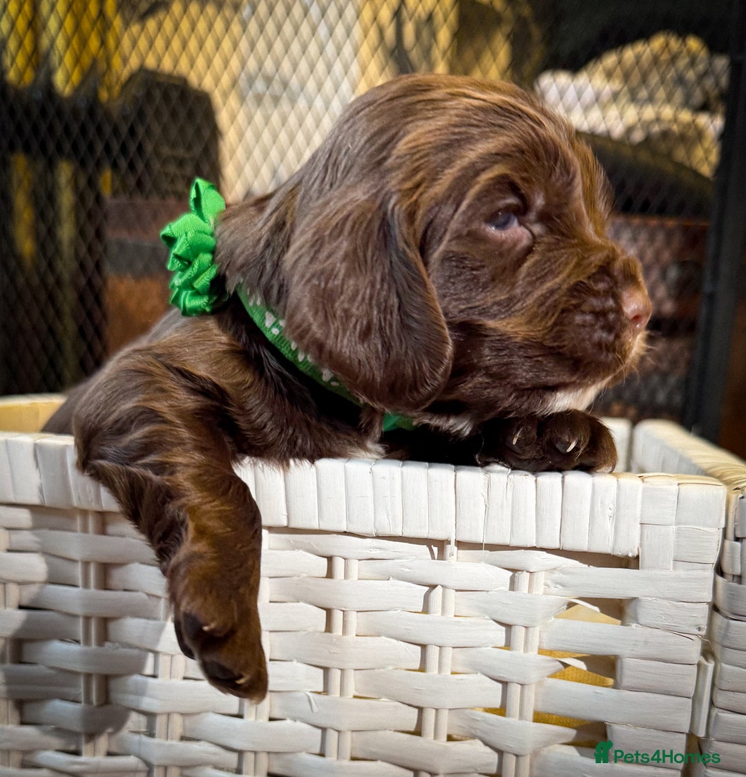Cocker Spaniel dogs for sale: stunning chocolate and tri kc cocker spaniels - Advert 24