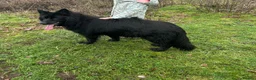 German Shepherd dogs for sale: BONDED MALE & FEMALE REHOMING  - Advert 13