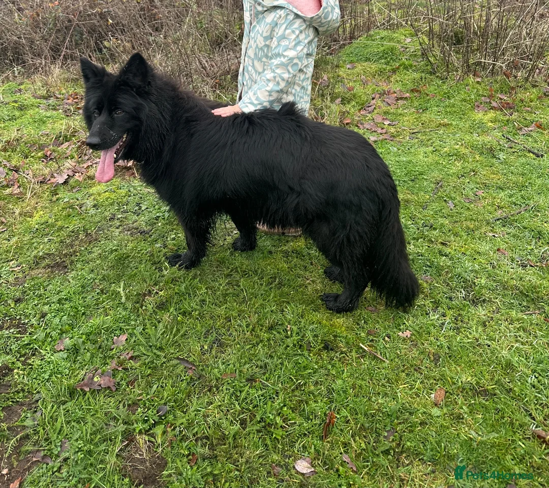 German Shepherd dogs for sale: BONDED MALE & FEMALE REHOMING  - Advert 13