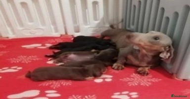 Miniature Dachshund dogs Miniature dachshund  - Advert 5