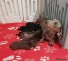 Miniature Dachshund dogs Miniature dachshund - Advert 1