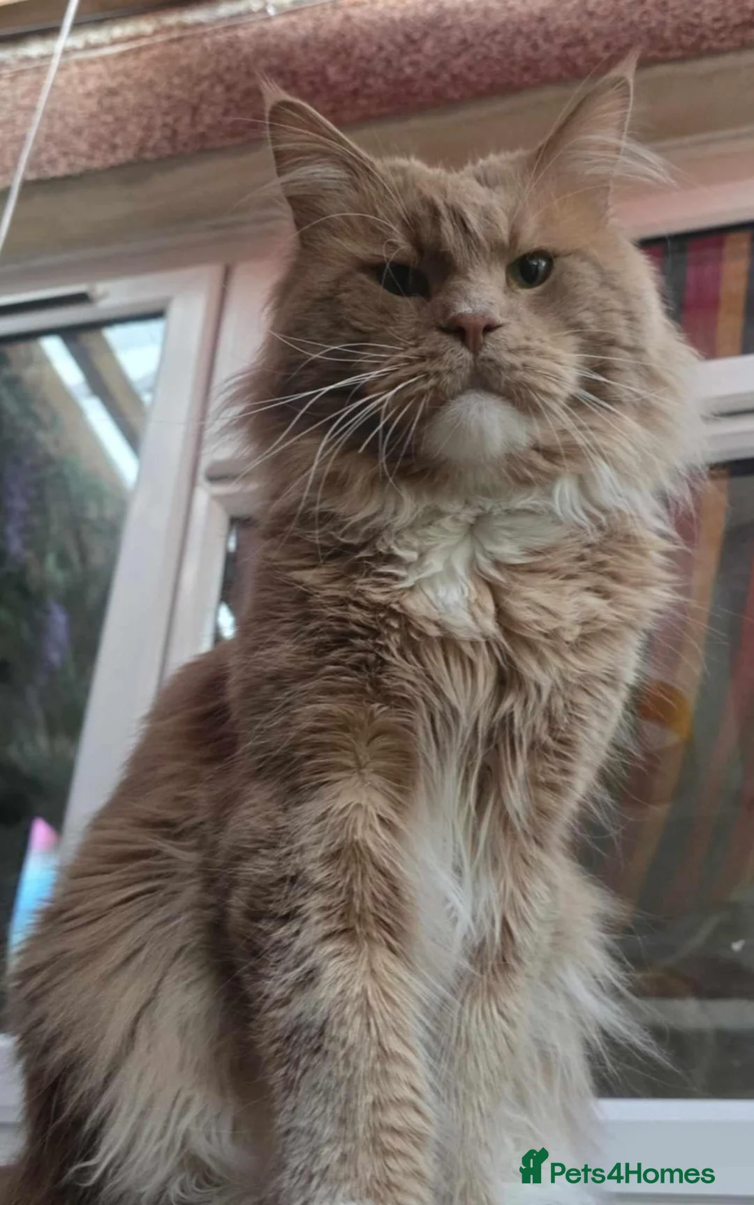 Maine Coon cats for sale: Maine coon girl re availiable in Truro - Advert 5