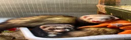Ferret rodents for sale: 4 male ferrets for rehoming  in Cullompton - Advert 2