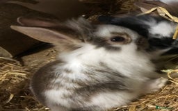 Mixed Breed rabbits for sale: Baby rabbits mixed breed  - Image 9