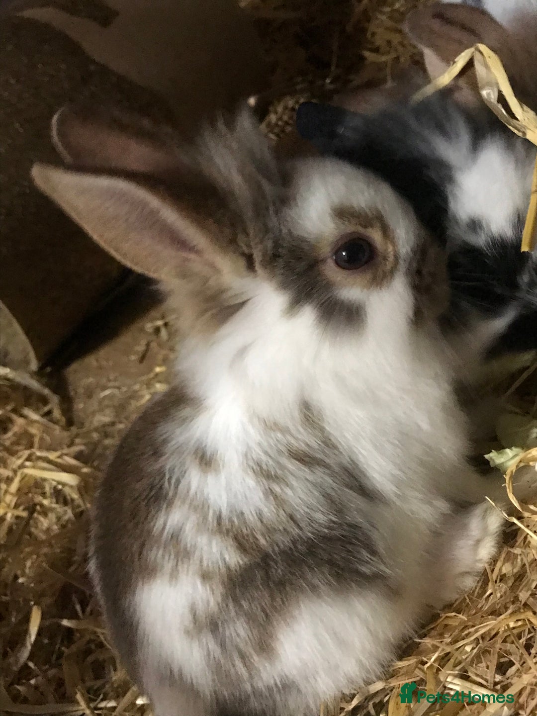Mixed Breed rabbits for sale: Baby rabbits mixed breed  - Image 9
