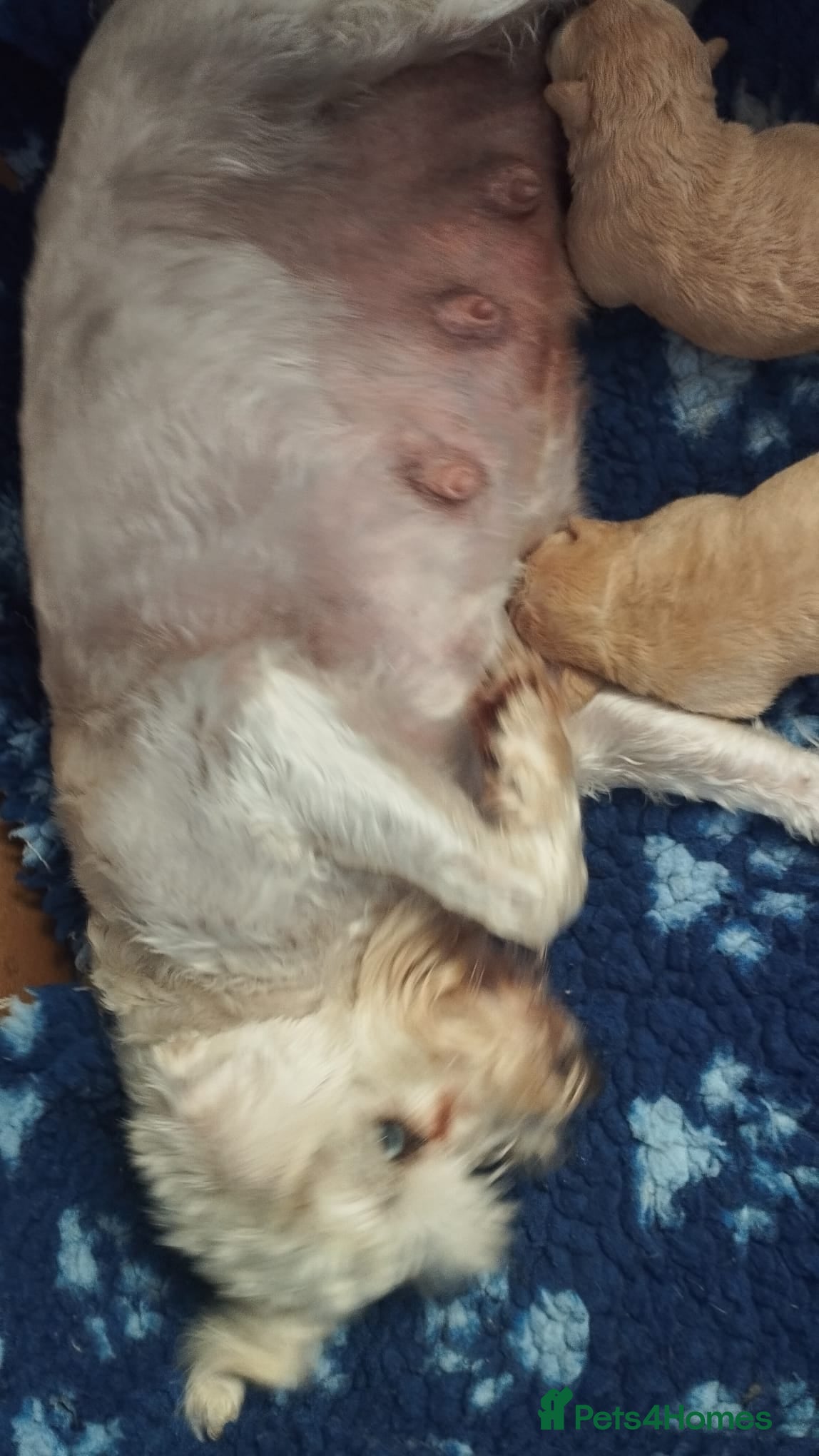 Schnoodle dogs for sale: Schnoodles 2x boy and 1x girl  in Bury Saint Edmunds - Advert 1