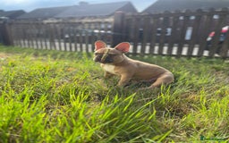 French Bulldog dogs for sale: Milo, Lovable boy Frenchie, amazing price 💫 - Image 6