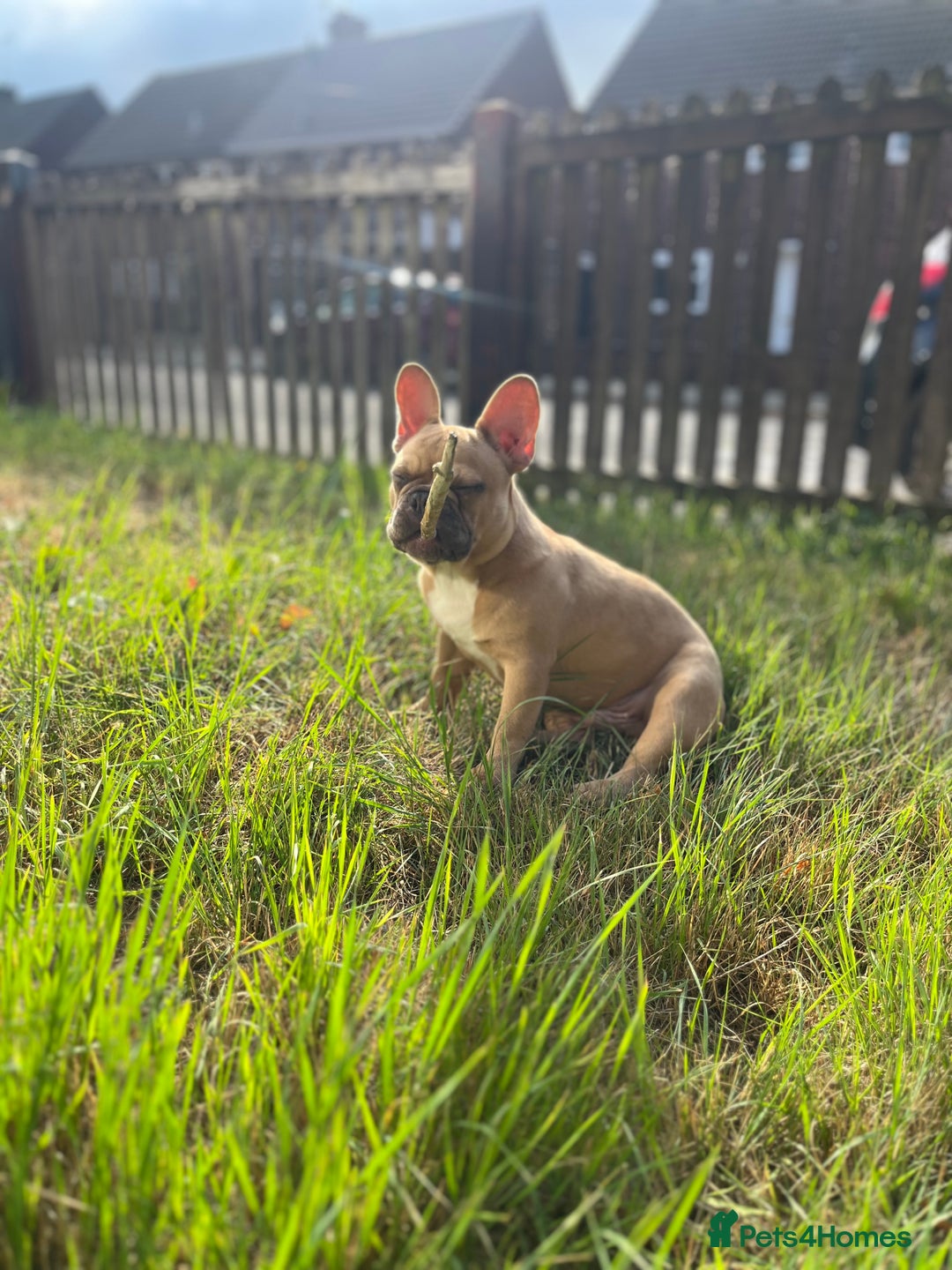 French Bulldog dogs for sale: Milo, Lovable boy Frenchie, amazing price 💫 - Image 6