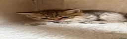 British Shorthair cats for sale: British short hair  - Advert 3