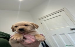 Labrador Retriever dogs for sale: My lovely Labrador puppies - Image 19