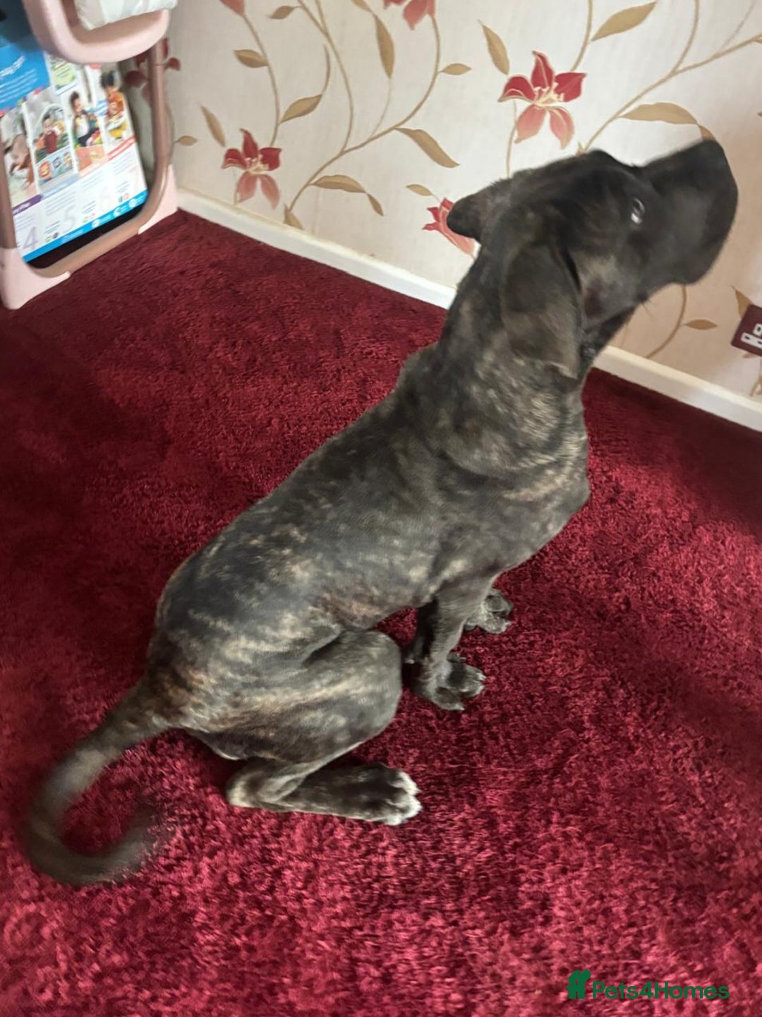 Cane Corso dogs for sale: ITALIAN CANE CORSO  - Advert 7