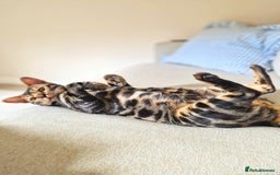 Bengal cats for sale: 11 month male Bengal - Image 3