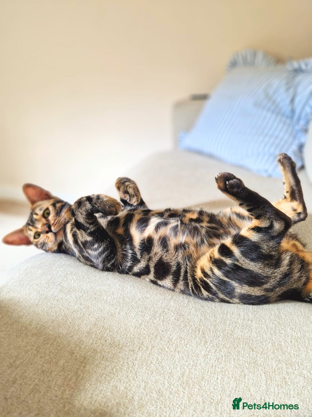 Bengal cats for sale: 11 month male Bengal - Image 3