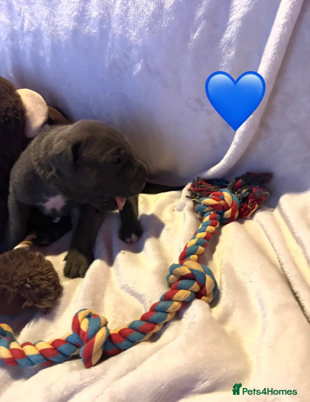 Cane Corso dogs for sale: Cane corso puppies ICCF registered  - Advert 5