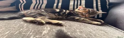 Mixed Breed cats for sale: 4 Beautiful Kittens For Sale 🥰 - Advert 11