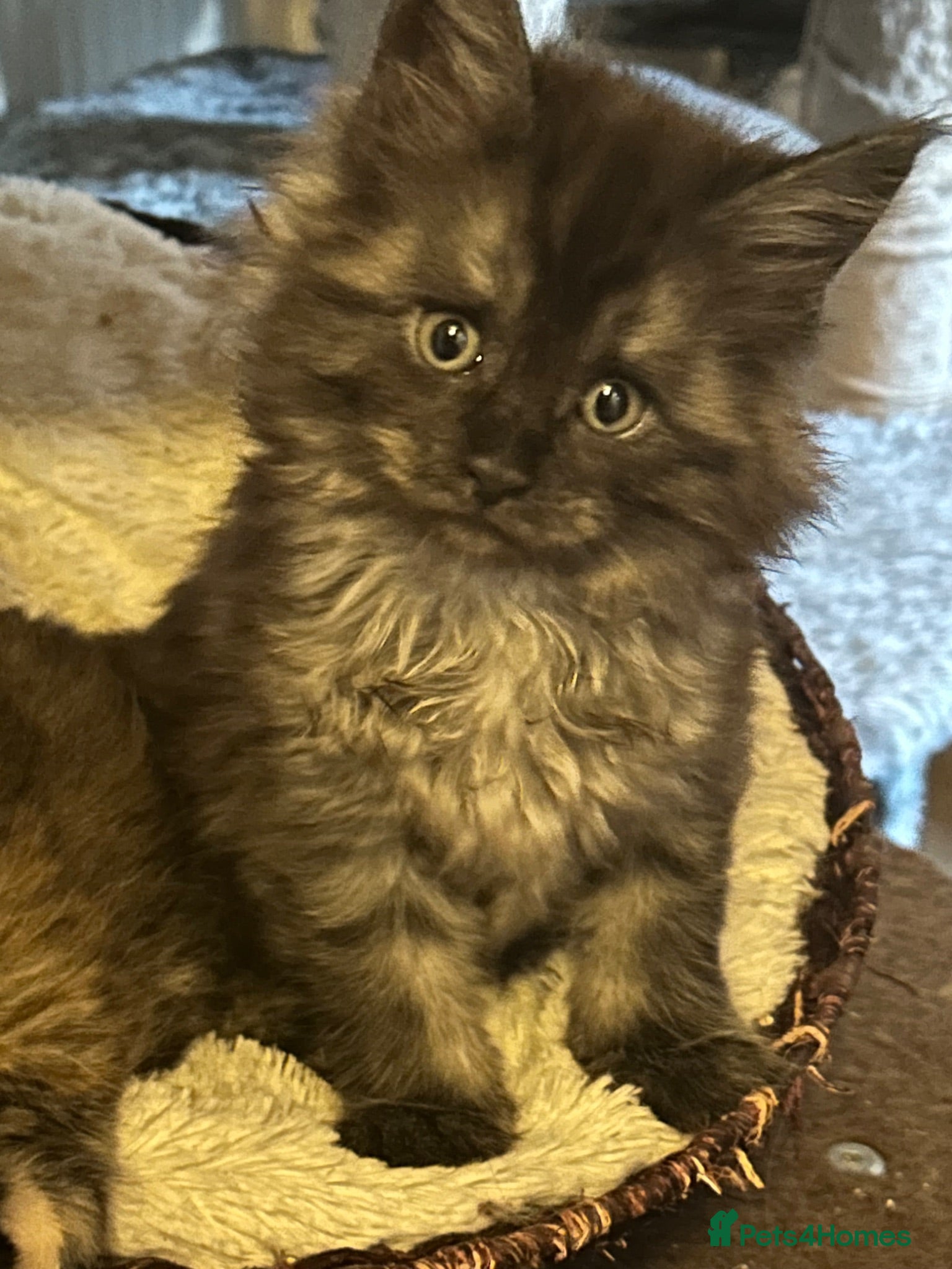 Maine Coon cats Beautiful russian mainecoon kittens  - Advert 11