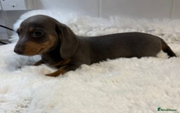 Miniature Dachshund dogs for sale: 2 stunning miniature dachshund puppy’s  - Image 31