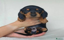 Miniature Dachshund dogs for sale: Playful miniature Dachshunds... - Advert 3