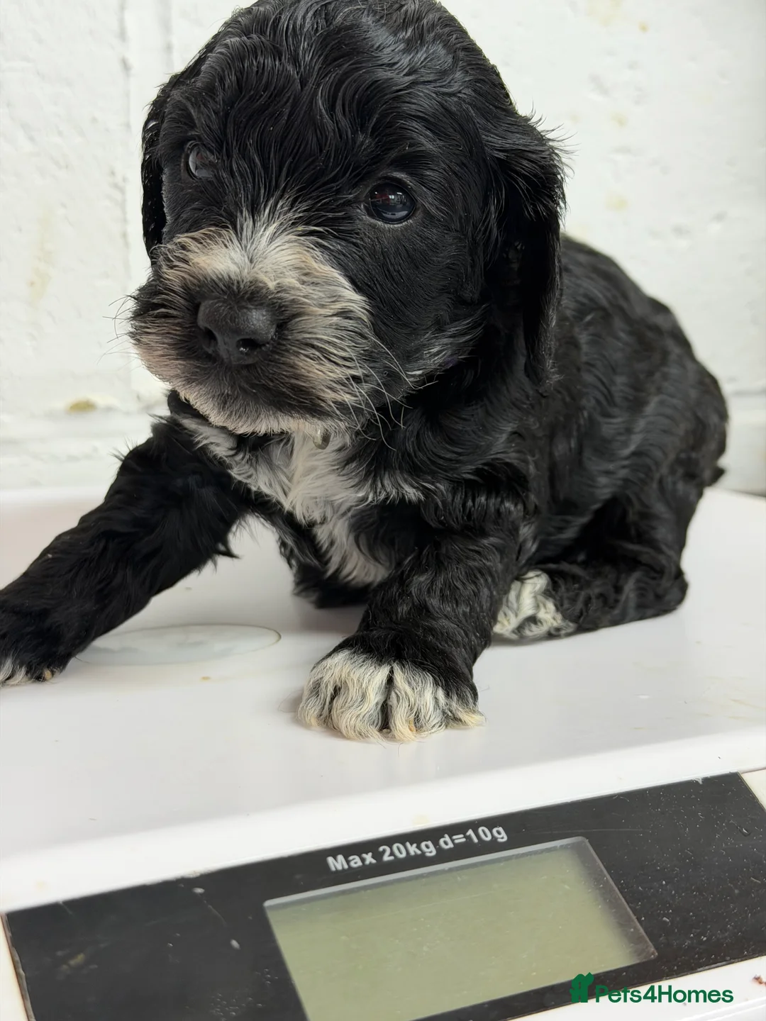 Cockapoo dogs for sale: 2 boys left F1 cockapoos ready to go  - Advert 6