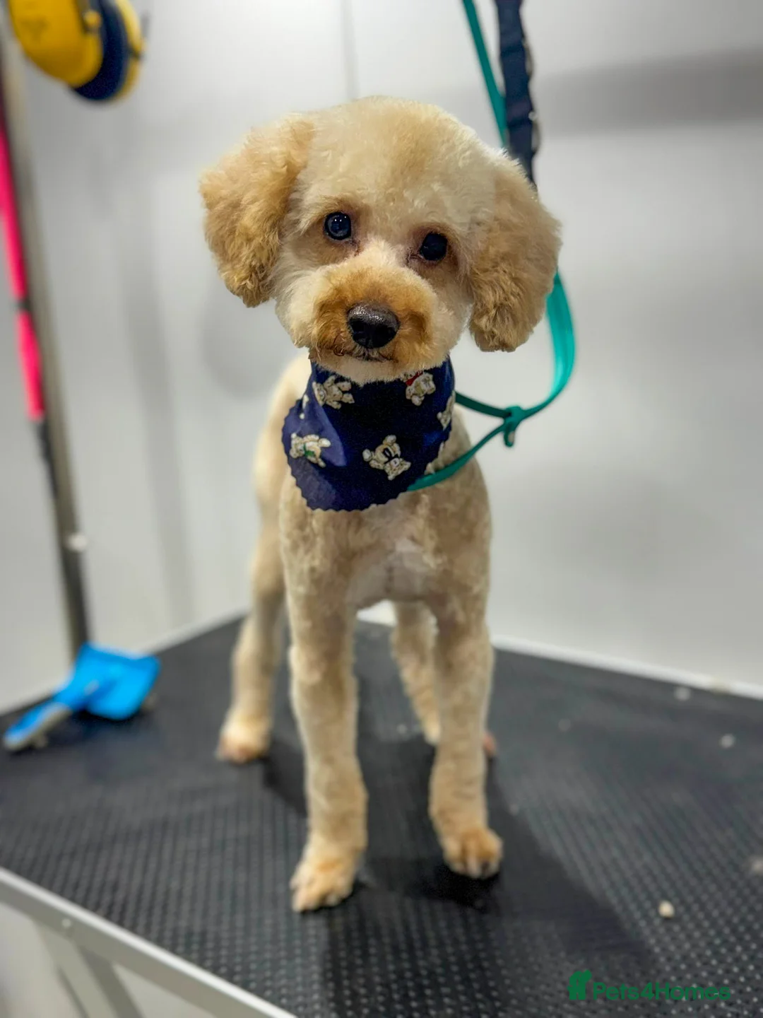 Mixed Breed dogs for adoption: Pluto the Cockerpoo - Advert 1