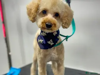 Mixed Breed dogs Pluto the Cockerpoo - Advert 2