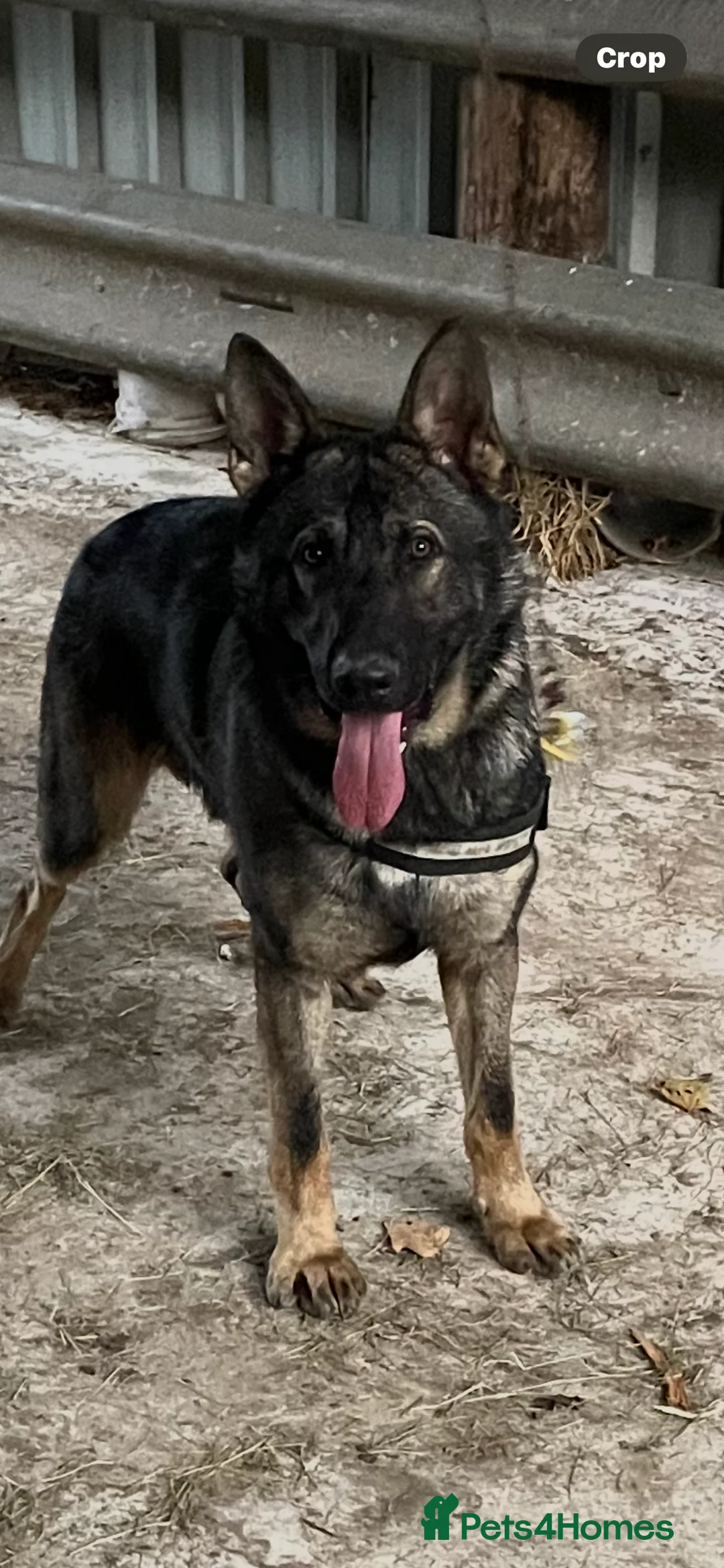 German Shepherd dogs for sale: German Shepherd (KC Reg) - Advert 1