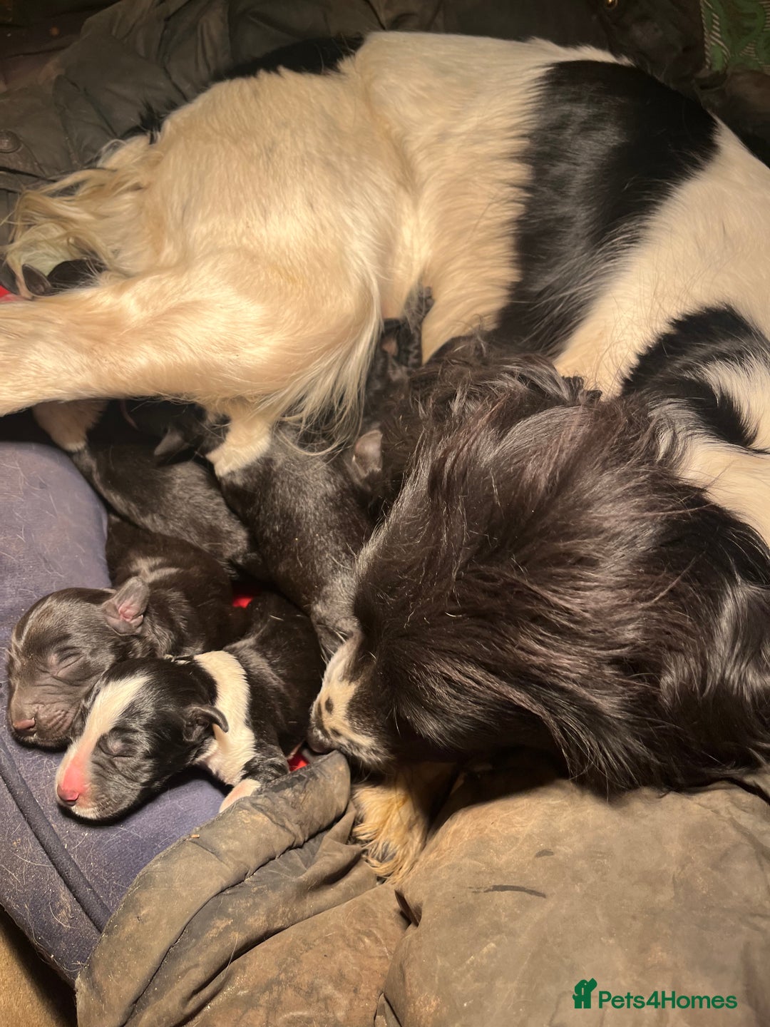 Sprollie dogs for sale: Sprollie puppies  - Advert 11