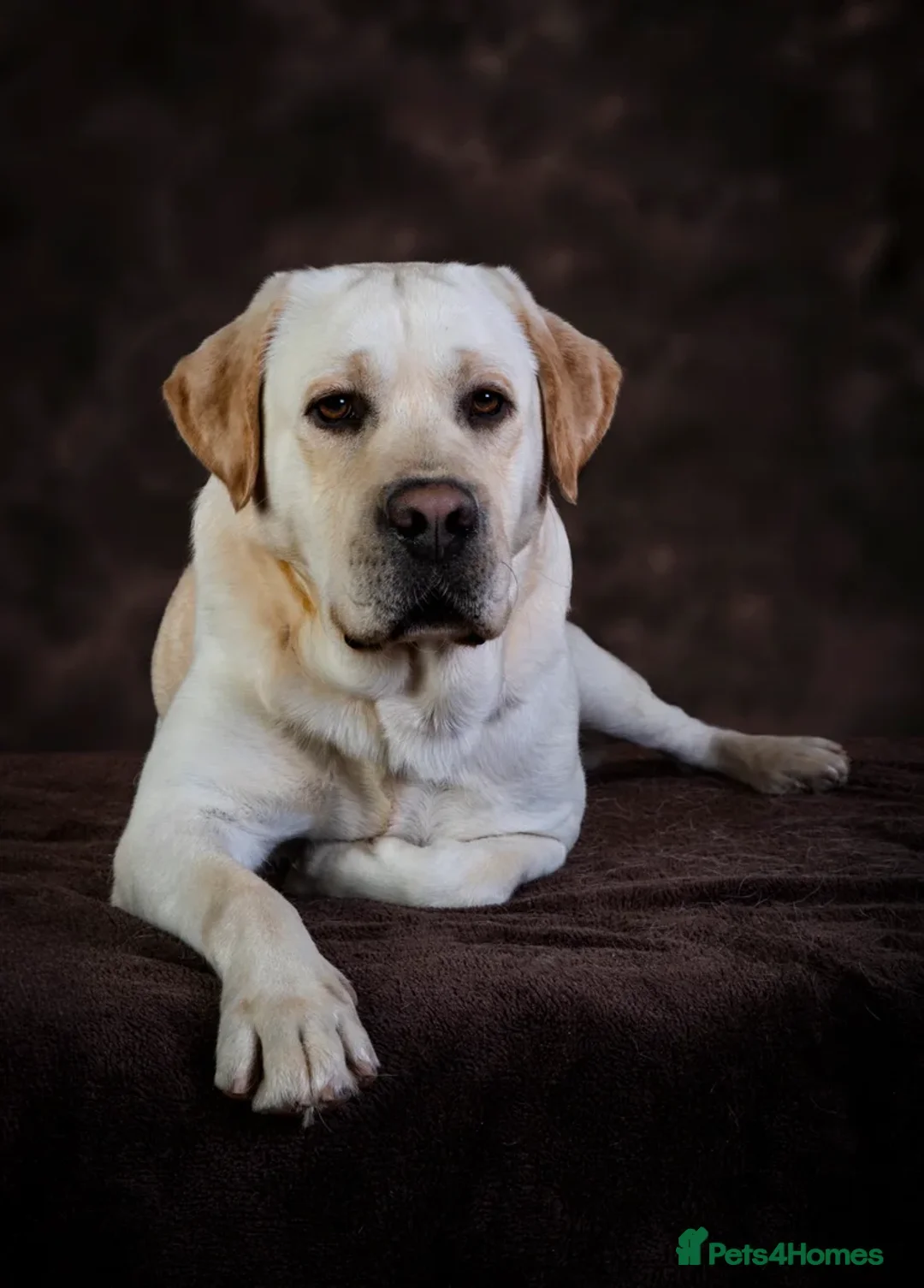 Labrador Retriever dogs for sale: Full Show & Fully health Tested Stud - Advert 2