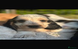 Cocker Spaniel dogs for sale: STUNNING Rizi Bizi sired Cocker puppies DNA Tested - Image 36