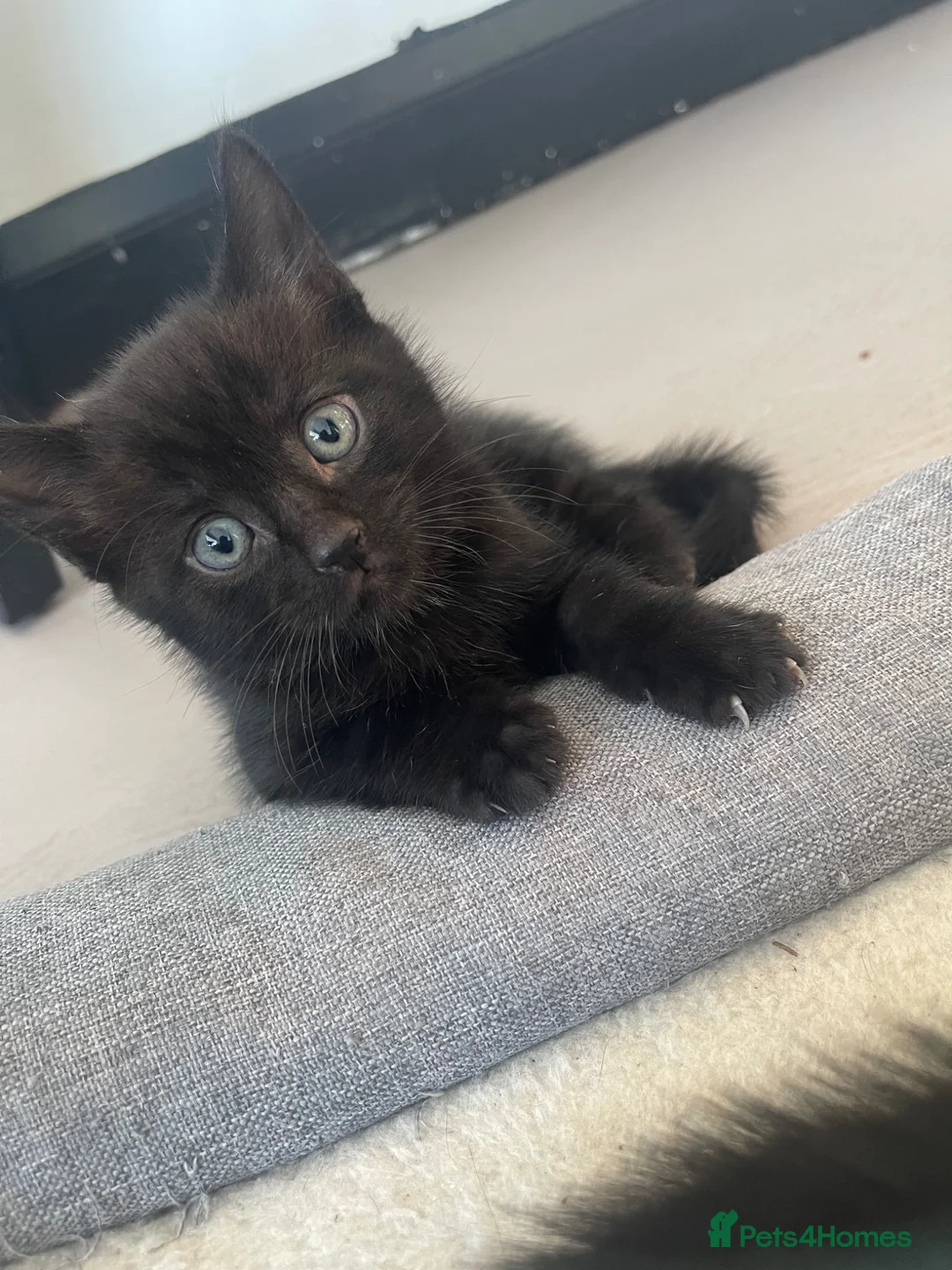 Mixed Breed cats for sale: Baby kittens  - Advert 7