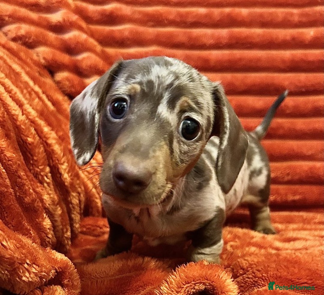 Dachshund dogs for adoption: Stunning Dachsund  - Image 3
