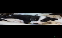 Jack Russell dogs for sale: Jack Russel puppies - Image 6