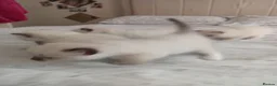 Ragdoll cats for sale: Ragdoll kittens - Advert 3