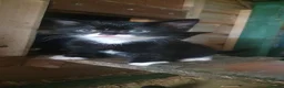 Mixed Breed cats for sale: Lovely kittens - Advert 9