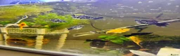 Platies fish for sale: small Platy, Guppy,shrimps &Bristlenose Pleco  - Advert 19
