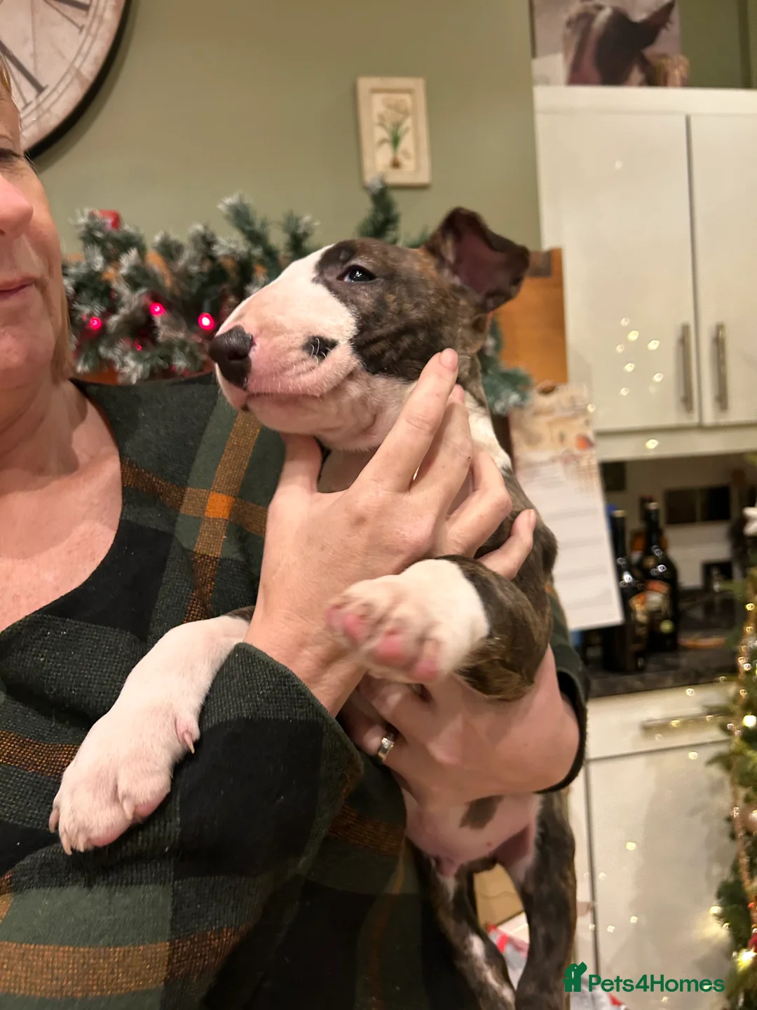 English Bull Terrier dogs for sale: Chunky english bull terrier bitch for sale - Advert 10