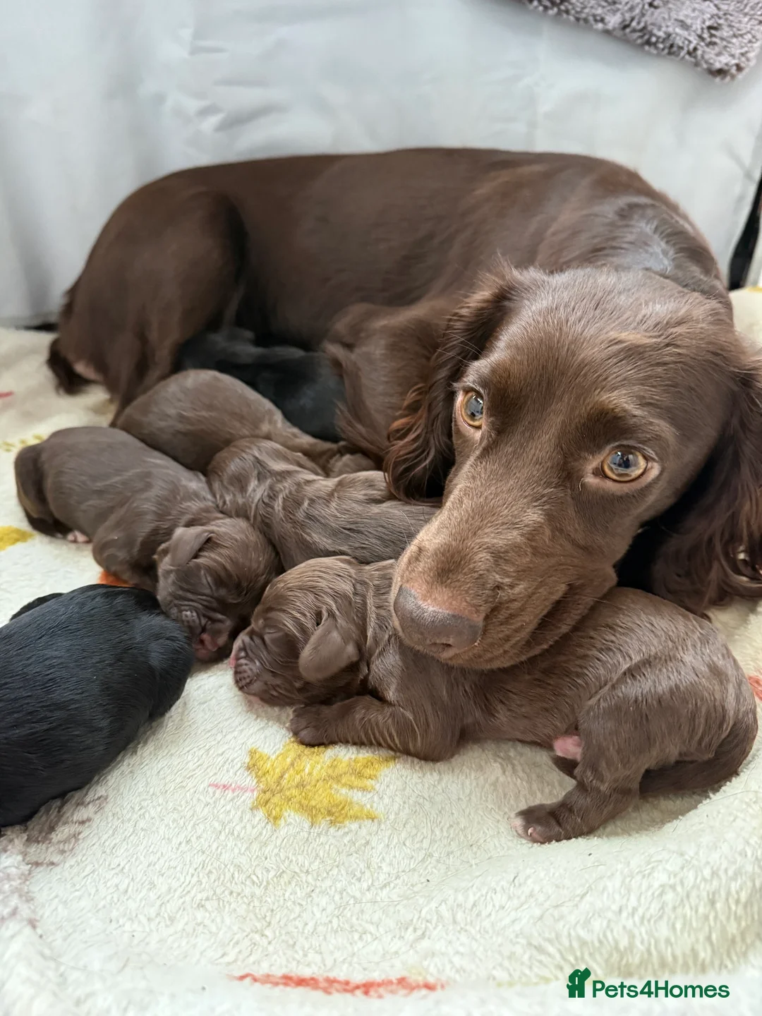 Sprocker dogs for sale: Sprocker spaniel puppies - Advert 1