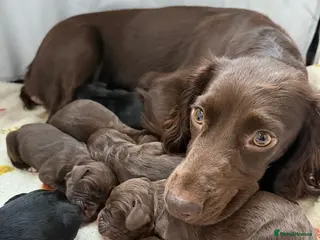 Sprocker dogs Sprocker spaniel puppies - Advert 1