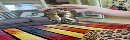Python Snake reptiles for sale: Royal python for sale  in Usk - Advert 3