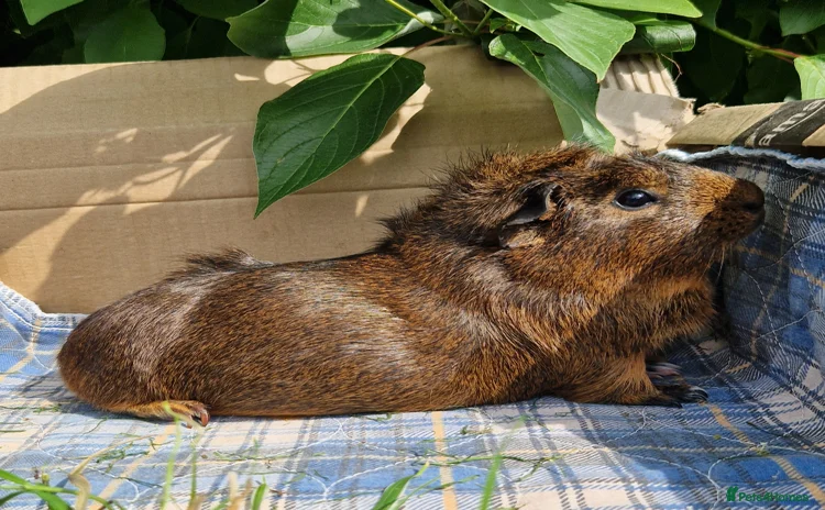Guinea Pig rodents - Advert 5