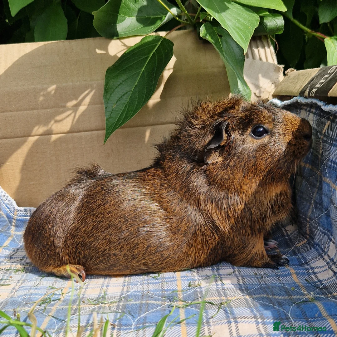 Guinea Pig rodents for sale: Beautiful ridgeback cross agouti breed  - Image 1