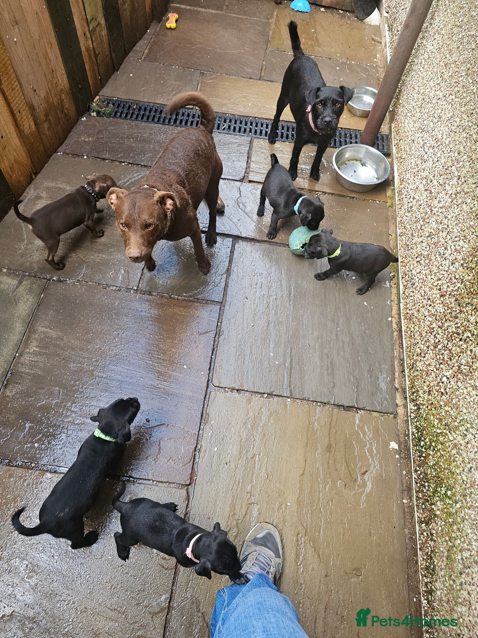 Patterdale Terrier dogs Patterdale Terriers Pups For Sale  - Advert 1